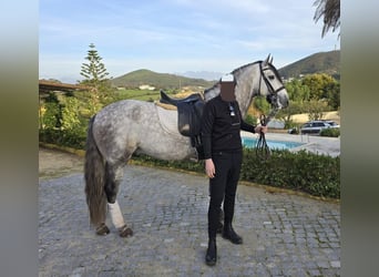 Lusitanos, Caballo castrado, 6 años, 168 cm, Tordo