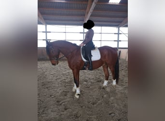 Lusitanos, Caballo castrado, 6 años, 169 cm, Castaño