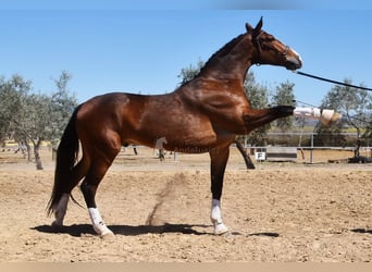 Lusitanos, Caballo castrado, 6 años, 170 cm, Castaño