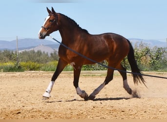 Lusitanos, Caballo castrado, 6 años, 170 cm, Castaño