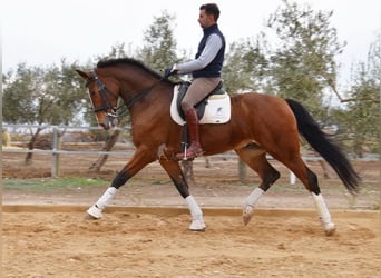 Lusitanos, Caballo castrado, 6 años, 170 cm, Castaño