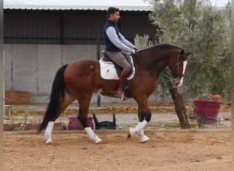 Lusitanos, Caballo castrado, 6 años, 170 cm, Castaño