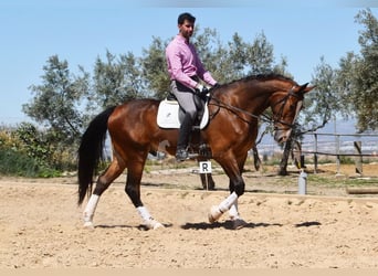 Lusitanos, Caballo castrado, 6 años, 170 cm, Castaño