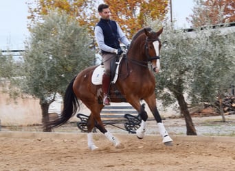 Lusitanos, Caballo castrado, 6 años, 170 cm, Castaño