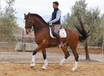 Lusitanos, Caballo castrado, 6 años, 170 cm, Castaño