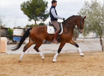 Lusitanos, Caballo castrado, 6 años, 170 cm, Castaño