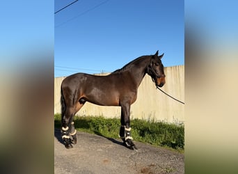 Lusitanos, Caballo castrado, 6 años, 172 cm, Castaño