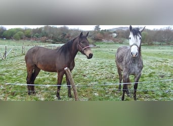 Lusitanos Mestizo, Caballo castrado, 6 años, 180 cm, Tordo