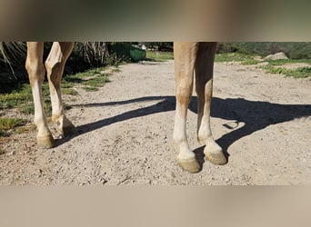 Lusitanos Mestizo, Caballo castrado, 7 años, 152 cm, Bayo