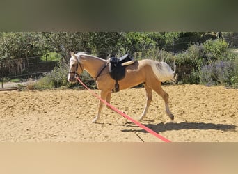 Lusitanos Mestizo, Caballo castrado, 7 años, 152 cm, Bayo