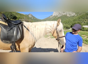 Lusitanos Mestizo, Caballo castrado, 7 años, 152 cm, Bayo