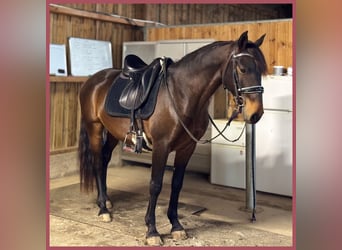 Lusitanos, Caballo castrado, 7 años, 152 cm, Castaño oscuro