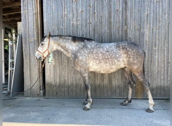 Lusitanos, Caballo castrado, 7 años, 155 cm, Tordillo negro