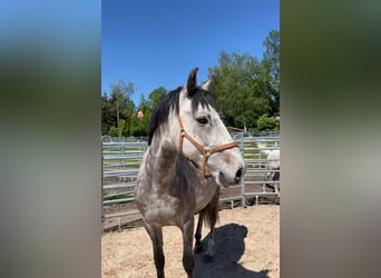 Lusitanos, Caballo castrado, 7 años, 155 cm, Tordillo negro