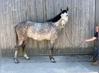 Lusitanos, Caballo castrado, 7 años, 155 cm, Tordillo negro