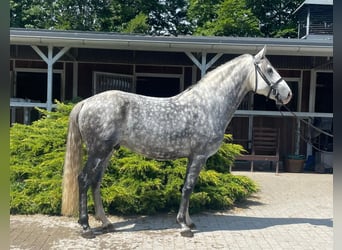 Lusitanos, Caballo castrado, 7 años, 155 cm, Tordo rodado