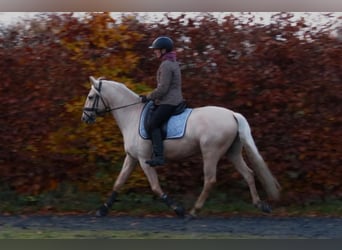 Lusitanos, Caballo castrado, 7 años, 156 cm, Palomino