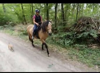 Lusitanos, Caballo castrado, 7 años, 157 cm, Bayo