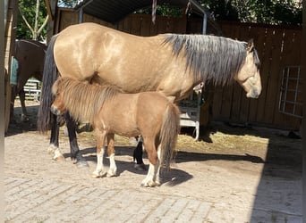 Lusitanos, Caballo castrado, 7 años, 157 cm, Bayo
