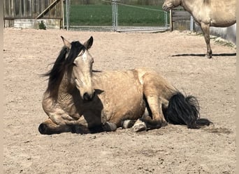 Lusitanos, Caballo castrado, 7 años, 157 cm, Bayo