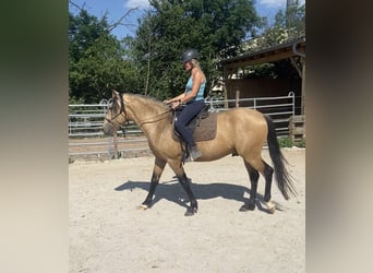 Lusitanos, Caballo castrado, 7 años, 157 cm, Bayo