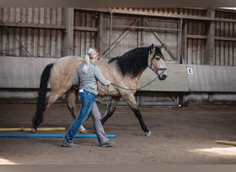 Lusitanos, Caballo castrado, 7 años, 157 cm, Bayo