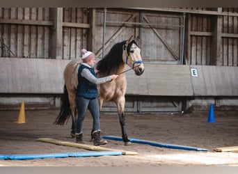 Lusitanos, Caballo castrado, 7 años, 157 cm, Bayo