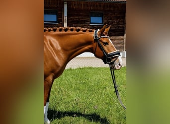Lusitanos, Caballo castrado, 7 años, 158 cm, Alazán