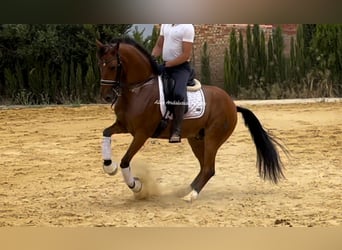 Lusitanos, Caballo castrado, 7 años, 158 cm, Castaño