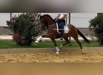 Lusitanos, Caballo castrado, 7 años, 158 cm, Castaño