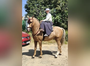 Lusitanos, Caballo castrado, 7 años, 158 cm, Perla