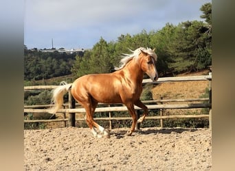 Lusitanos, Caballo castrado, 7 años, 159 cm, Palomino