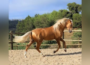 Lusitanos, Caballo castrado, 7 años, 159 cm, Palomino