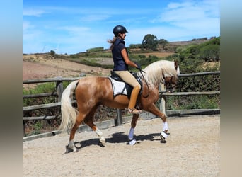 Lusitanos, Caballo castrado, 7 años, 159 cm, Palomino