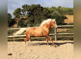 Lusitanos, Caballo castrado, 7 años, 159 cm, Palomino