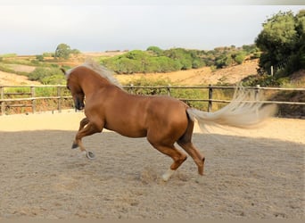 Lusitanos, Caballo castrado, 7 años, 159 cm, Palomino