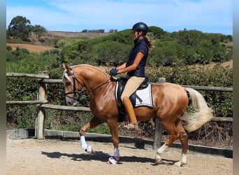 Lusitanos, Caballo castrado, 7 años, 159 cm, Palomino