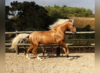 Lusitanos, Caballo castrado, 7 años, 159 cm, Palomino