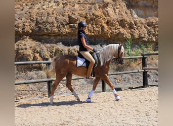 Lusitanos, Caballo castrado, 7 años, 159 cm, Palomino