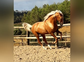 Lusitanos, Caballo castrado, 7 años, 159 cm, Palomino