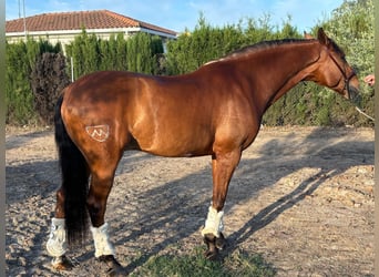 Lusitanos, Caballo castrado, 7 años, 160 cm, Castaño oscuro
