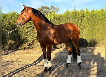 Lusitanos, Caballo castrado, 7 años, 160 cm, Castaño oscuro