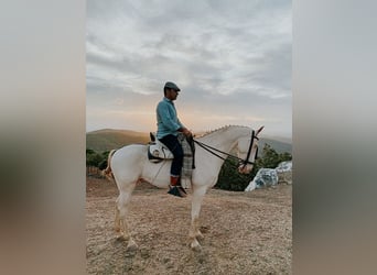 Lusitanos Mestizo, Caballo castrado, 7 años, 160 cm, Cremello