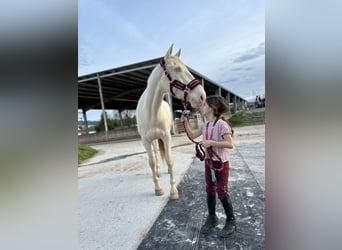 Lusitanos Mestizo, Caballo castrado, 7 años, 160 cm, Cremello