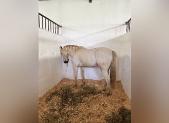 Lusitanos Mestizo, Caballo castrado, 7 años, 160 cm, Cremello