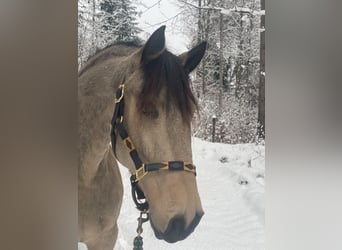 Lusitanos, Caballo castrado, 7 años, 161 cm, Bayo