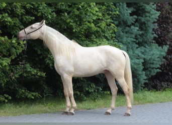Lusitanos, Caballo castrado, 7 años, 161 cm, Cremello
