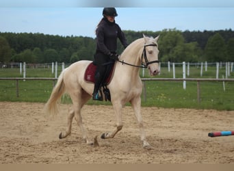 Lusitanos, Caballo castrado, 7 años, 161 cm, Cremello
