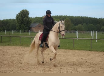 Lusitanos, Caballo castrado, 7 años, 161 cm, Cremello