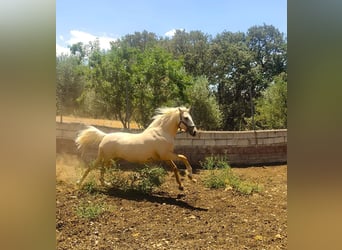 Lusitanos, Caballo castrado, 7 años, 162 cm, Perla